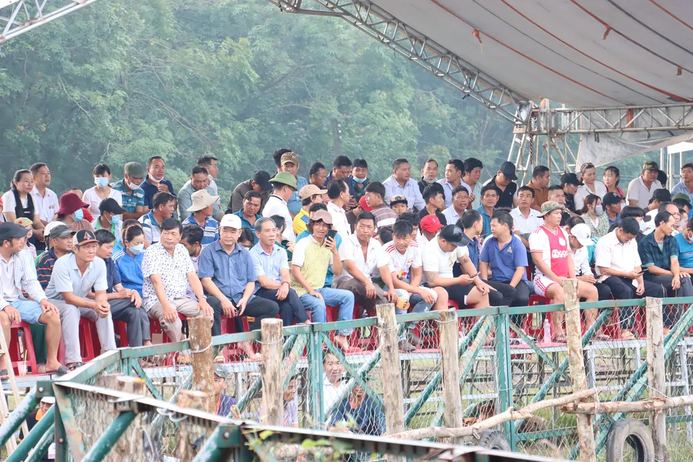 Đông đảo du khách xem các "ông trâu" thi đấu