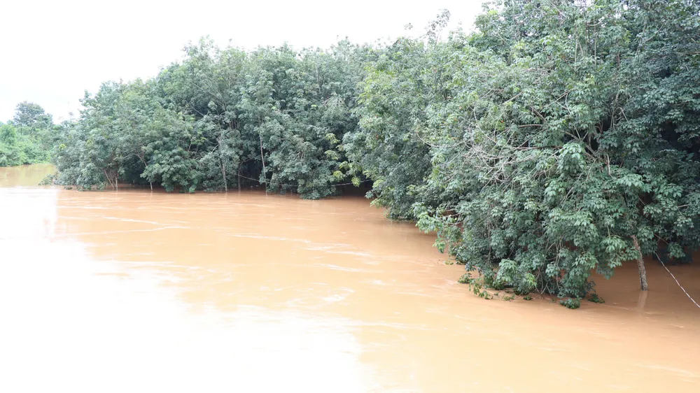 Nhiều diện tích cao su của người dân dọc hai bên suối Rạt bị ngập sâu chiều ngày 3-10 Nhiều diện tích cao su của người dân dọc hai bên suối Rạt bị ngập sâu chiều ngày 3-10