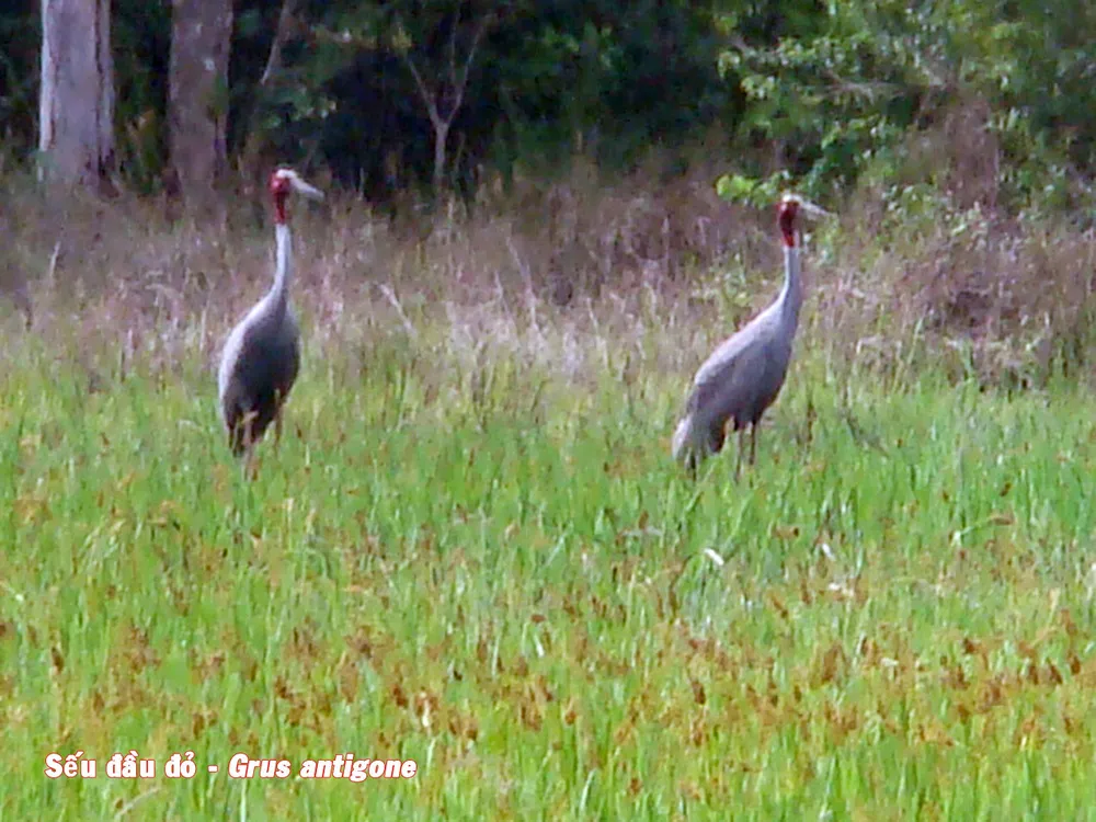Sếu đầu đỏ thường xuyên về kiếm ăn và trú ngụ ở Vườn quốc gia Lò Gò - Xa Mát