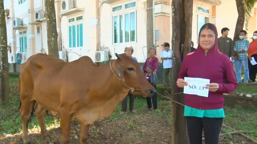 Các hộ dân nhận bò giống tại buổi trao con giống