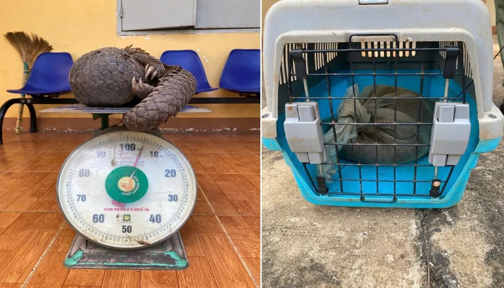 Bàn giao Tê tê Java quý hiếm cho trung tâm bảo tồn