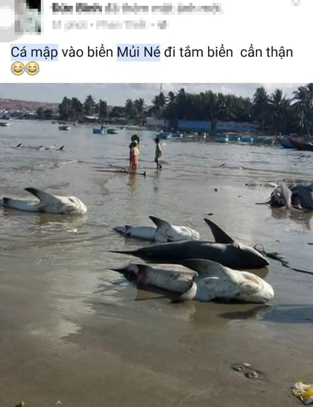 Thông tin cá mập xuất hiện ở biển Mũi Né là bịa đặt ảnh 2