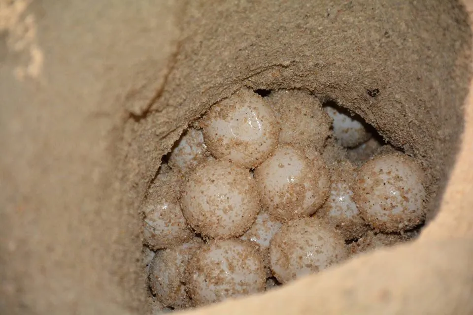 Hình ảnh cứu hộ 113 trứng rùa biển ảnh 4