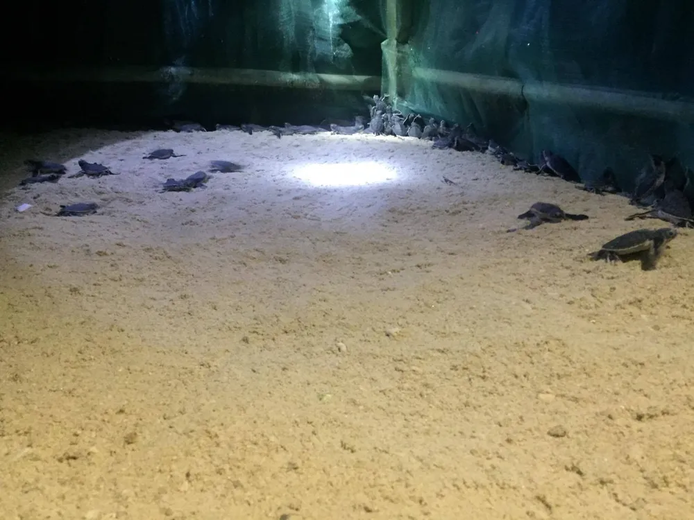 Thả hơn 100 rùa con về với biển Hòn Cau ảnh 2