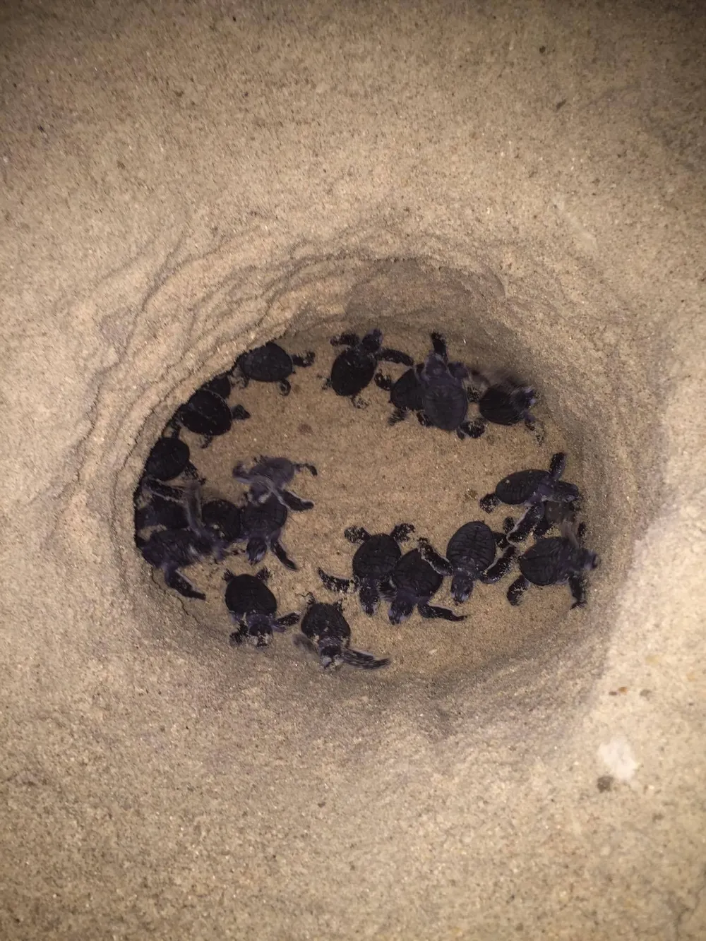 Thả hơn 100 rùa con về với biển Hòn Cau ảnh 1