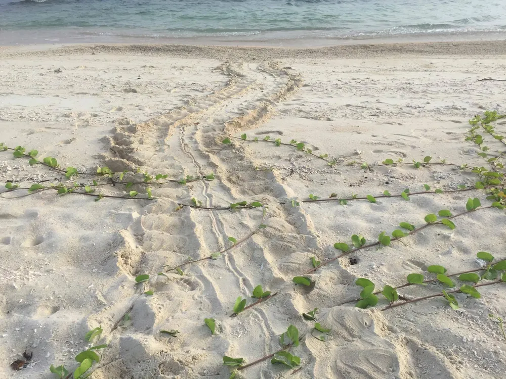 Rùa biển lại về Hòn Cau đẻ 82 trứng ảnh 2