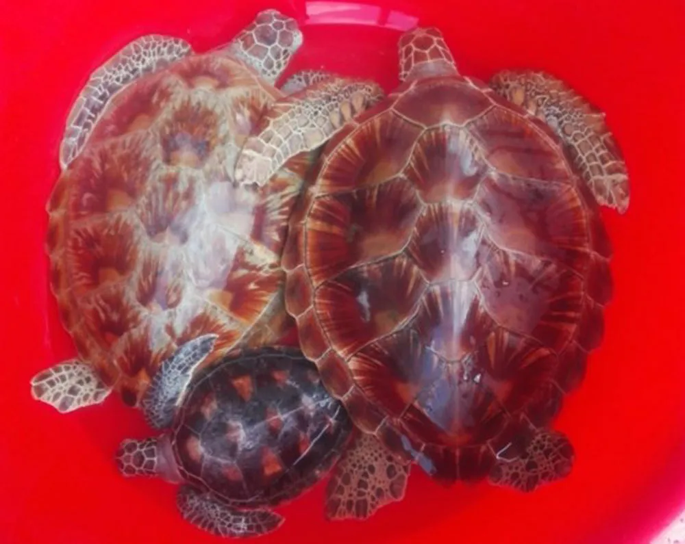 Người dân TPHCM giao nộp 3 cá thể đồi mồi quý hiếm để trả về biển ảnh 3