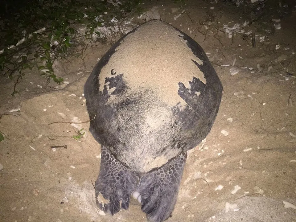 Cận cảnh rùa biển lên đảo Hòn Cau đẻ trứng ảnh 1