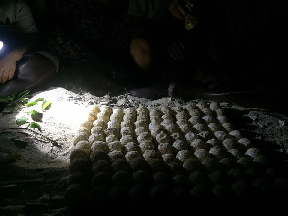 Cận cảnh rùa biển lên đảo Hòn Cau đẻ trứng ảnh 3