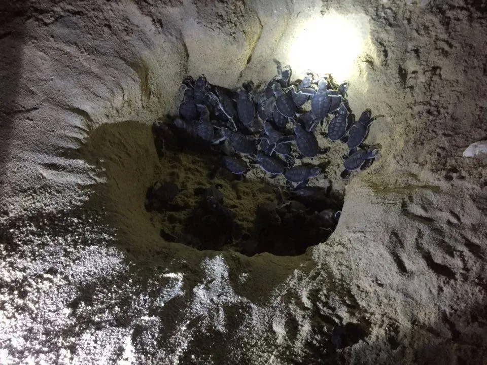 Cận cảnh rùa biển lên đảo Hòn Cau đẻ trứng ảnh 4