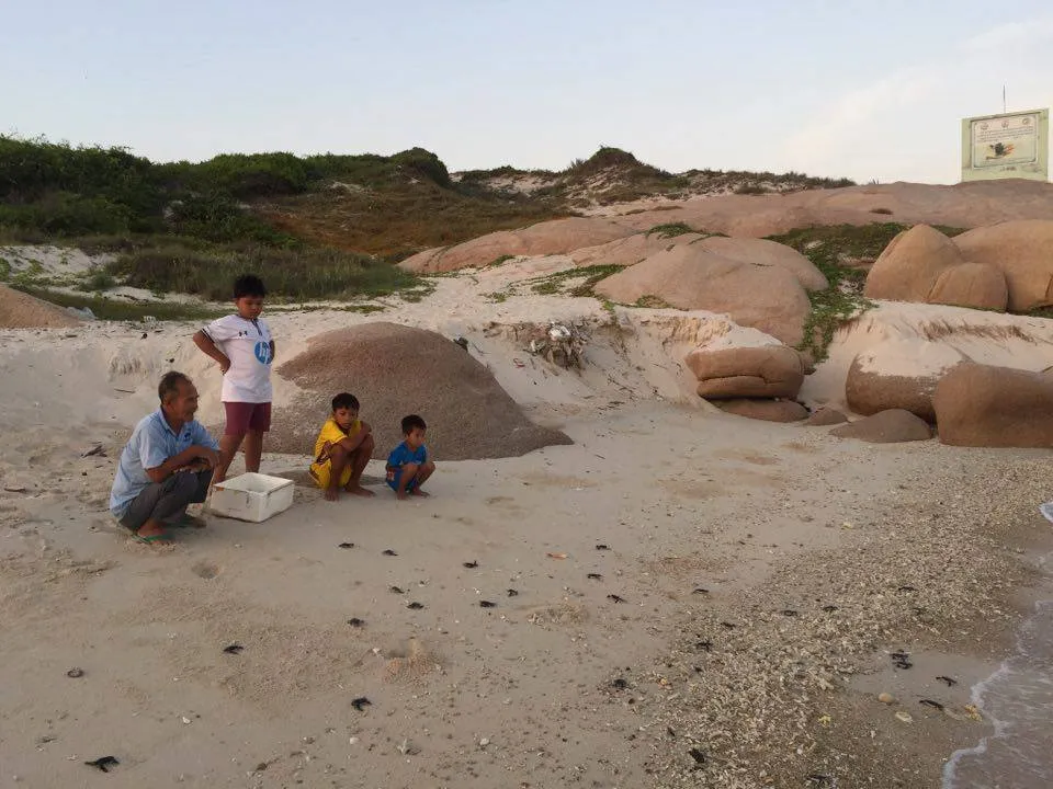 Cận cảnh rùa biển lên đảo Hòn Cau đẻ trứng ảnh 5