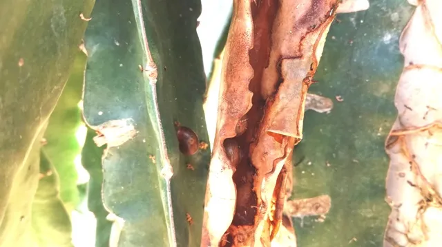 Cận cảnh ốc sên tàn phá “xứ sở thanh long“ ảnh 2