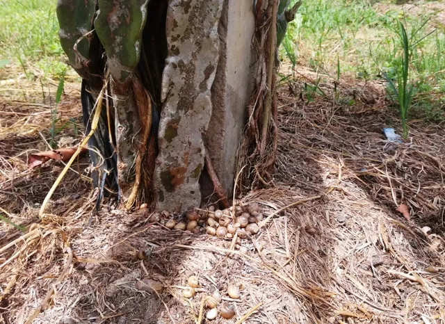 Cận cảnh ốc sên tàn phá “xứ sở thanh long“ ảnh 1