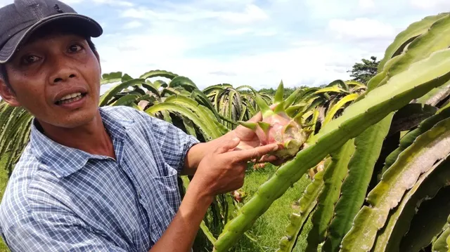 Cận cảnh ốc sên tàn phá “xứ sở thanh long“ ảnh 4