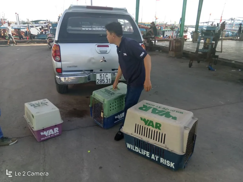 Thả 3 cá thể đồi mồi quý hiếm từ quán nhậu về biển ảnh 1