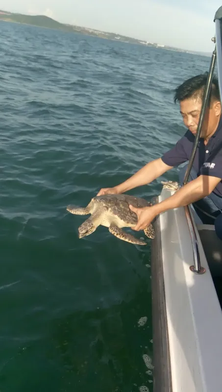 Thả 3 cá thể đồi mồi quý hiếm từ quán nhậu về biển ảnh 4