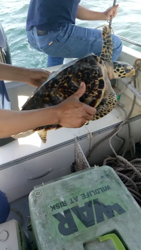 Thả 3 cá thể đồi mồi quý hiếm từ quán nhậu về biển ảnh 2