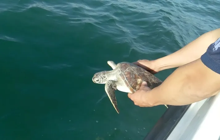 Thả 3 cá thể đồi mồi quý hiếm từ quán nhậu về biển ảnh 3