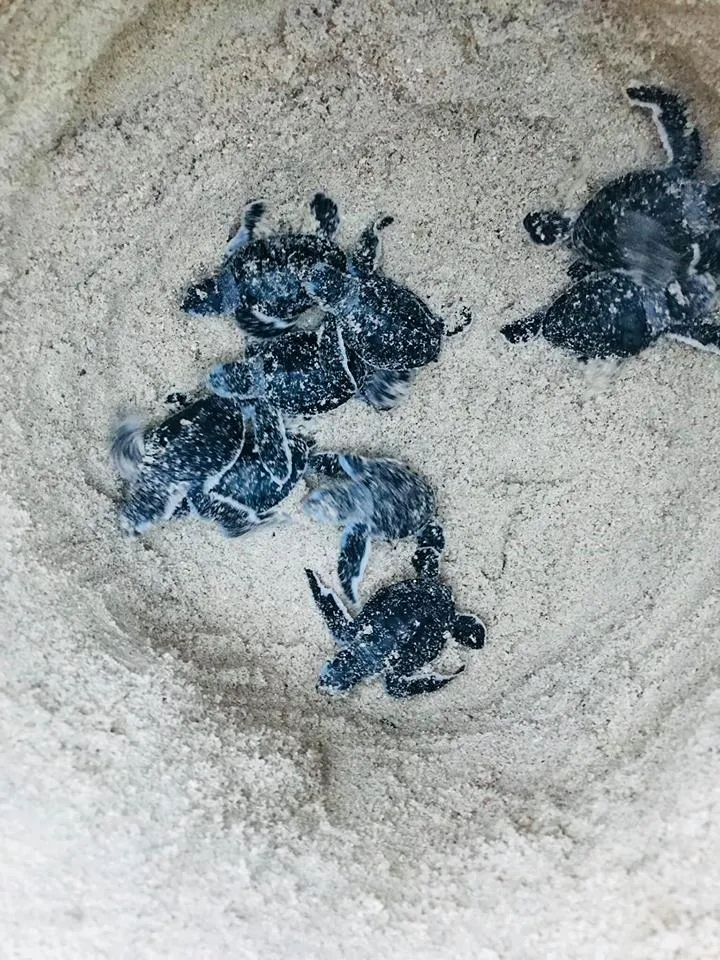 Thả 51 rùa con về với biển ảnh 1