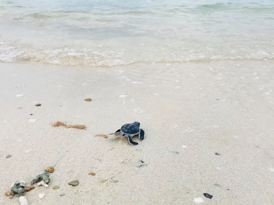 Thả 51 rùa con về với biển ảnh 3