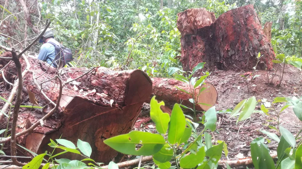 Đề nghị khởi tố vụ án phá rừng trong khu bảo tồn thiên nhiên Tà Cú ảnh 3