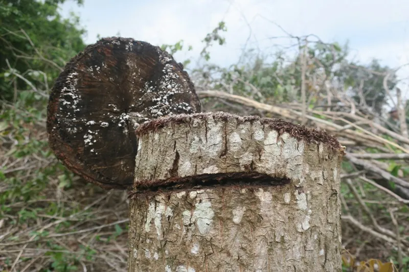 Đề nghị khởi tố vụ án phá rừng trong khu bảo tồn thiên nhiên Tà Cú ảnh 2