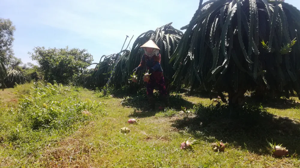 Tỉnh Bình Thuận trả lời về nguyên nhân khiến thanh long rớt giá phải đổ bỏ ảnh 3