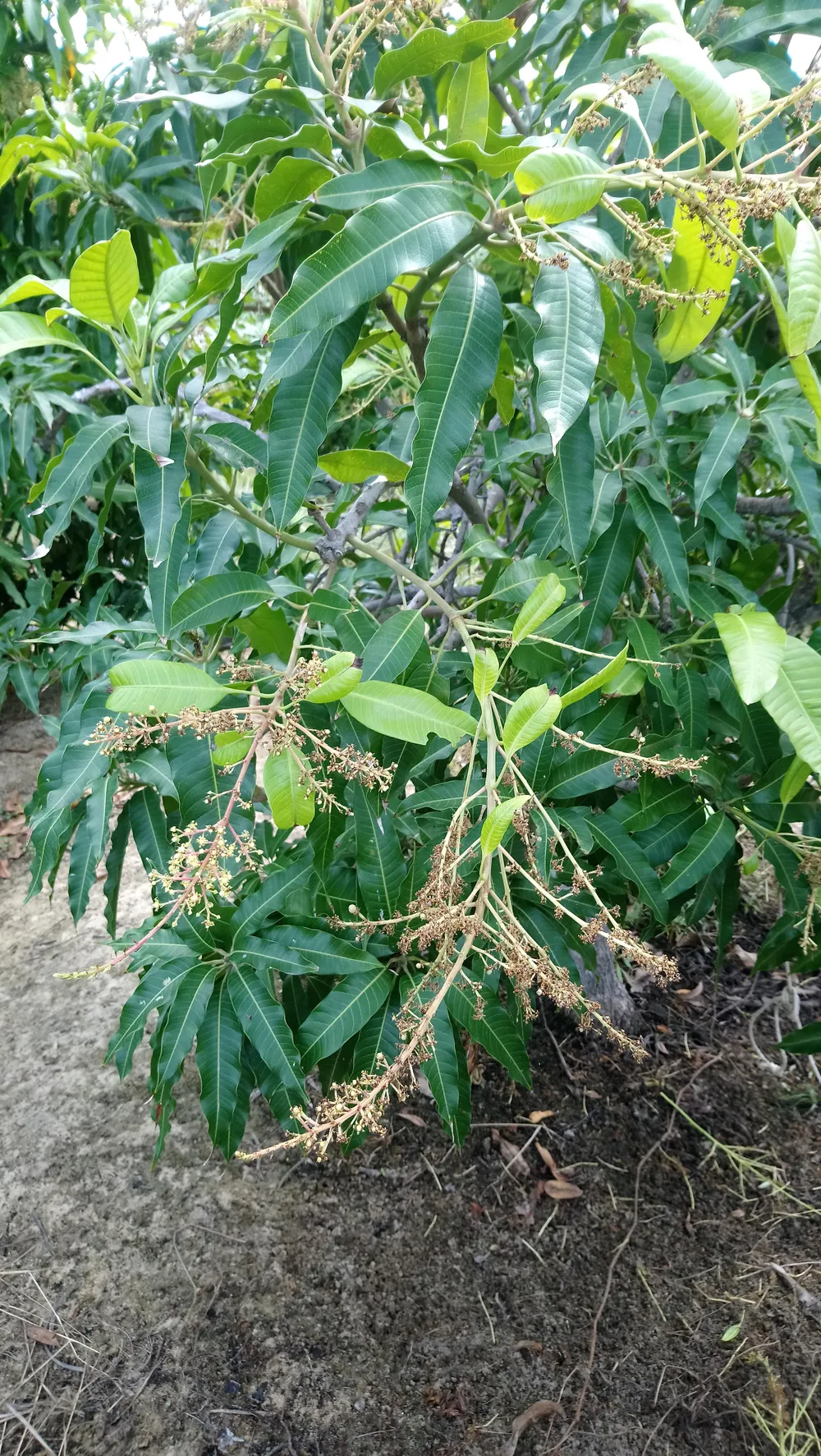 Xoài Mũi Né mất mùa, nông dân lo thất thu mùa tết ảnh 2