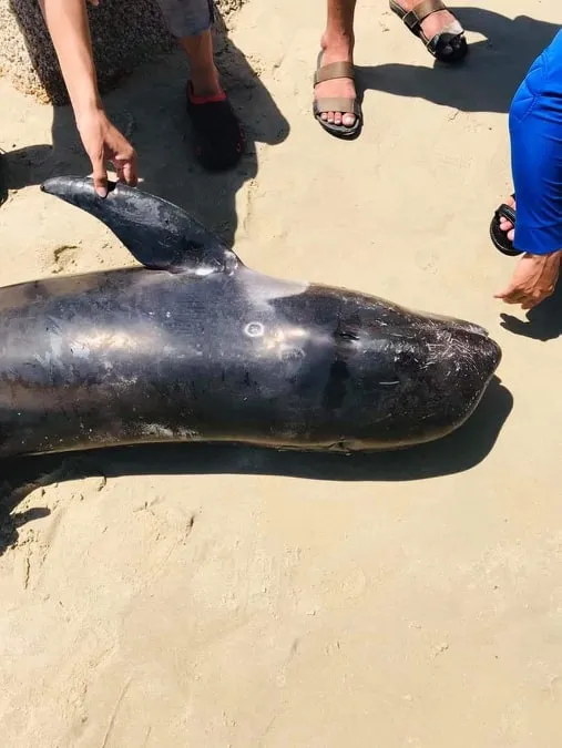 Cá voi con nặng 100kg dạt vào biển Hòn Cau ảnh 3