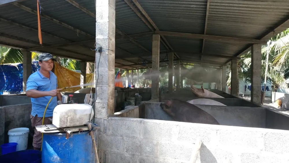 Tỉnh Bình Thuận chính thức ghi nhận có dịch tả heo châu Phi