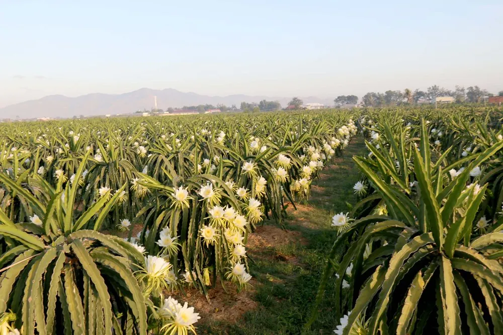 Giá thanh long nghịch vụ chỉ còn 6.000 đồng/kg ảnh 3