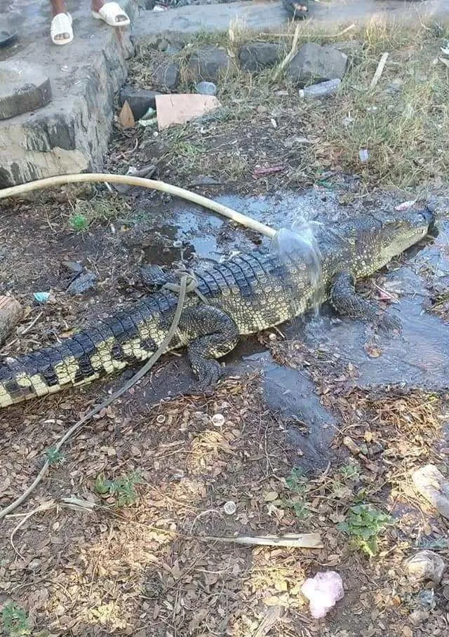 Hãi hùng phát hiện cá sấu dài gần 2m rơi trên Quốc lộ 1A ảnh 1