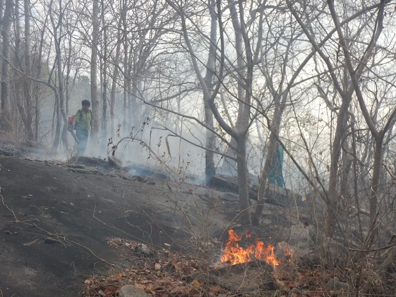 Cháy rừng tại Khu bảo tồn thiên nhiên Tà Cú ảnh 1