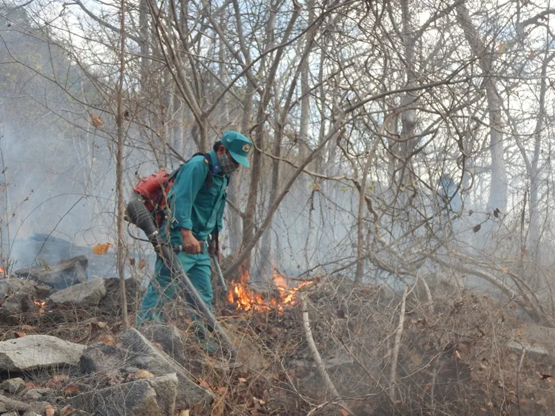 Cháy rừng tại Khu bảo tồn thiên nhiên Tà Cú ảnh 2