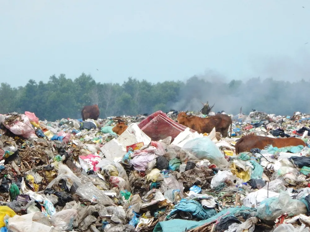 Hàng trăm con bò được chăn thả trên bãi rác lớn nhất thành phố Phan Thiết ảnh 3