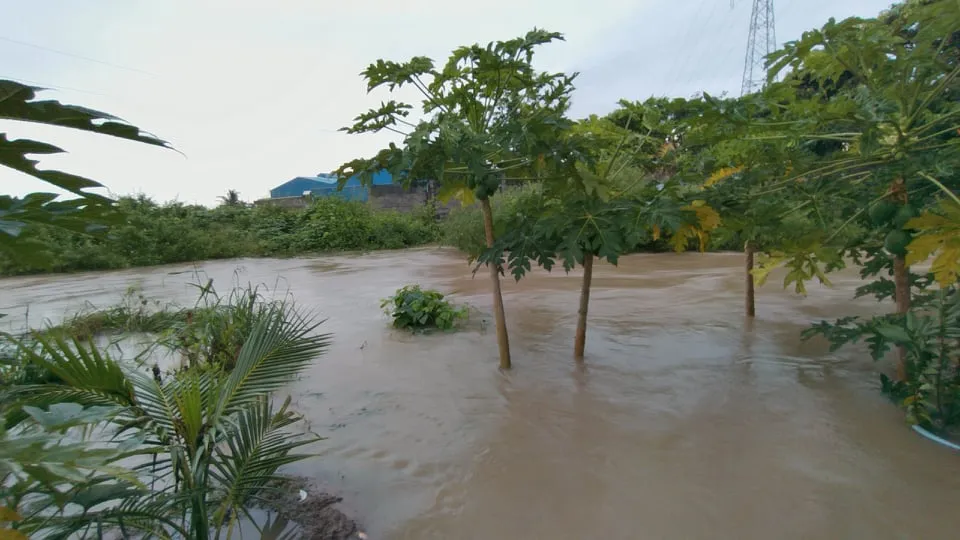 Mưa lớn gây sạt lở 2.000m đường giao thông, hàng trăm hécta hoa màu bị ngập úng  ảnh 2