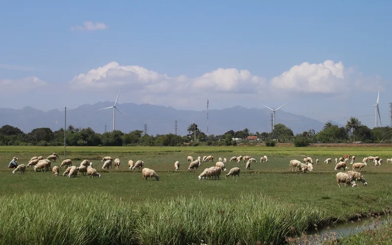 Ninh Thuận mở cửa đón khách du lịch ảnh 1