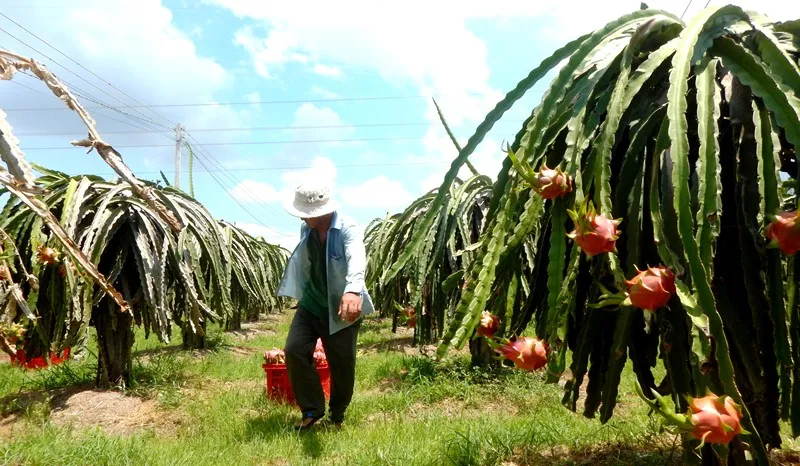 Bình Thuận: Giá thanh long chỉ còn 500-1.000 đồng/kg, nhiều nhà vườn trắng tay ảnh 2