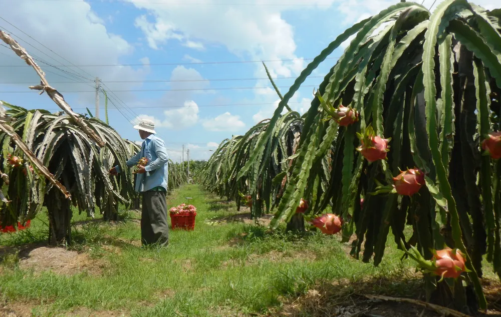 Bình Thuận “cầu cứu” Bộ Công thương hỗ trợ tiêu thụ gần 237.000 tấn thanh long  ảnh 2