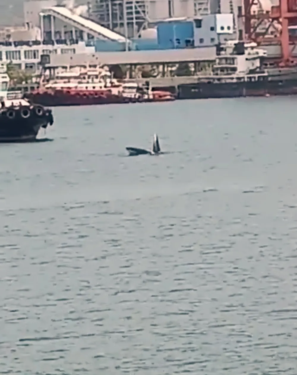 Cá voi khổng lồ xuất hiện ở biển Bình Thuận ảnh 2