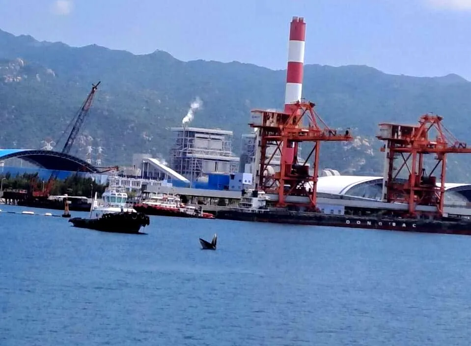 Cá voi khổng lồ xuất hiện ở biển Bình Thuận ảnh 1