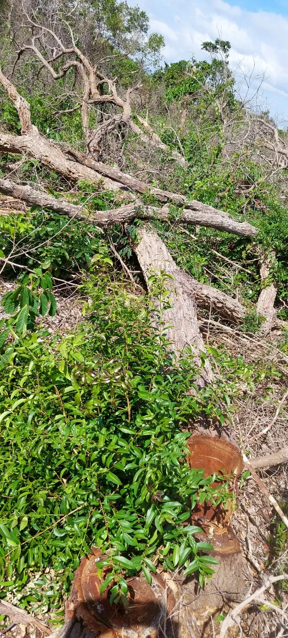 Vụ phá rừng tại Khu BTTN Tà Cú xảy ra trong thời gian dài, quy mô lớn nhưng không được phát hiện, ngăn chặn kịp thời.