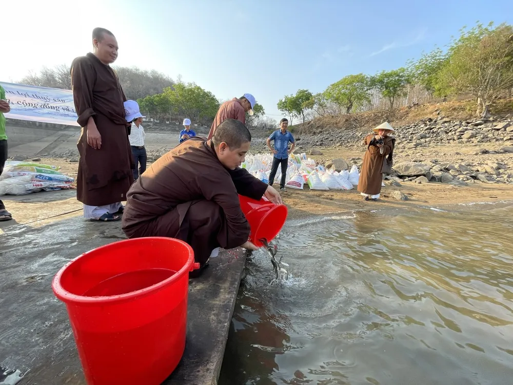 Trên 60.000 cá giống được thả xuống hồ Sông Quao, tỉnh Bình Thuận