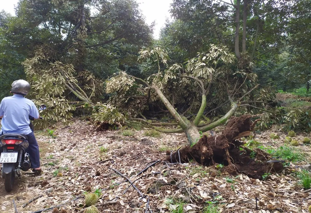 Cây sầu riêng bị bật gốc