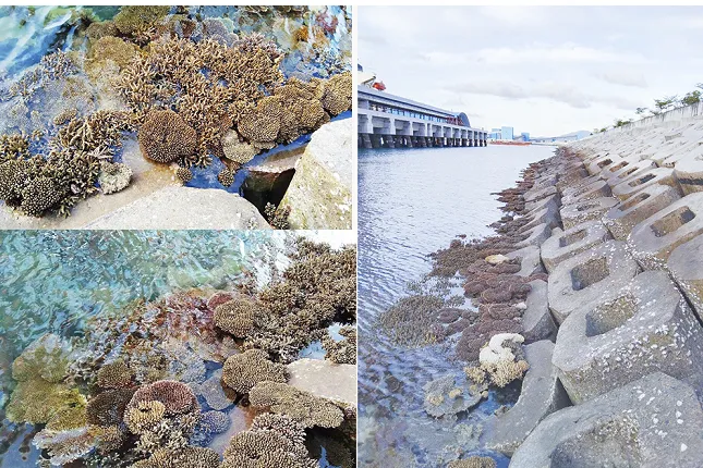 Những rạn san hô tự nhiên tại cảng than của Nhà máy Nhiệt điện Vĩnh Tân 2