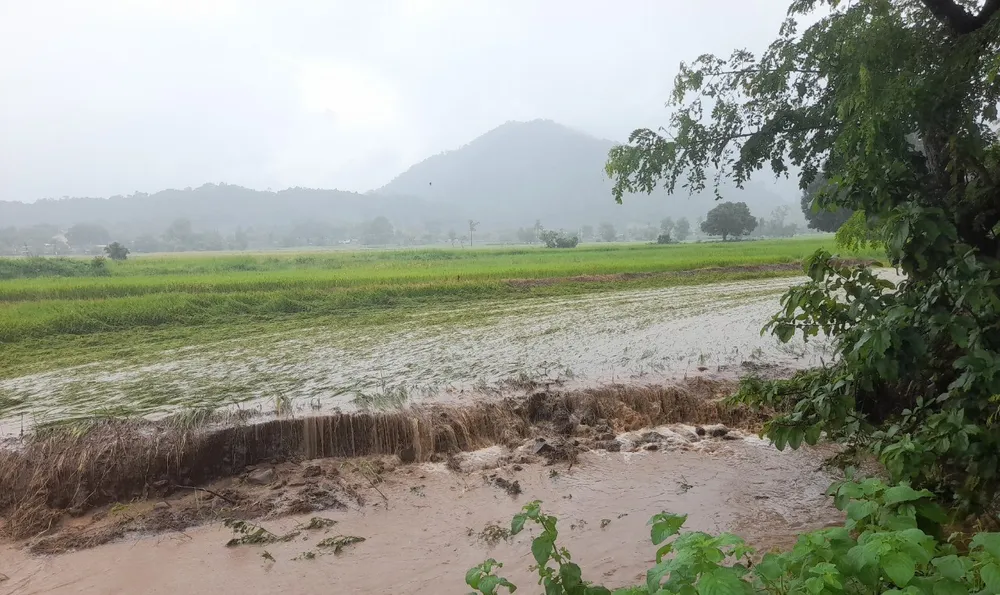 Nhiều diện tích lúa tại huyện Hàm Thuận Bắc (tỉnh Bình Thuận) bị nước lũ cuốn trôi