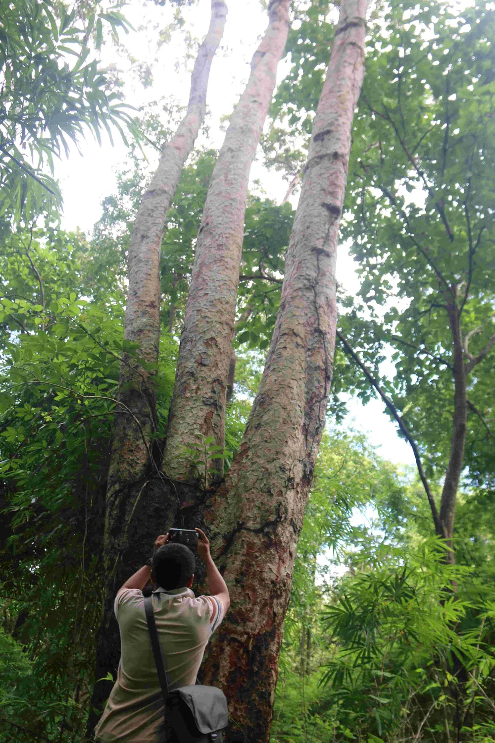 Vị trí cây căm xe một thân chìa ra 3 nhánh được lan truyền trên mạng nằm ngoài vùng dự án. Ảnh: NGUYỄN TIẾN