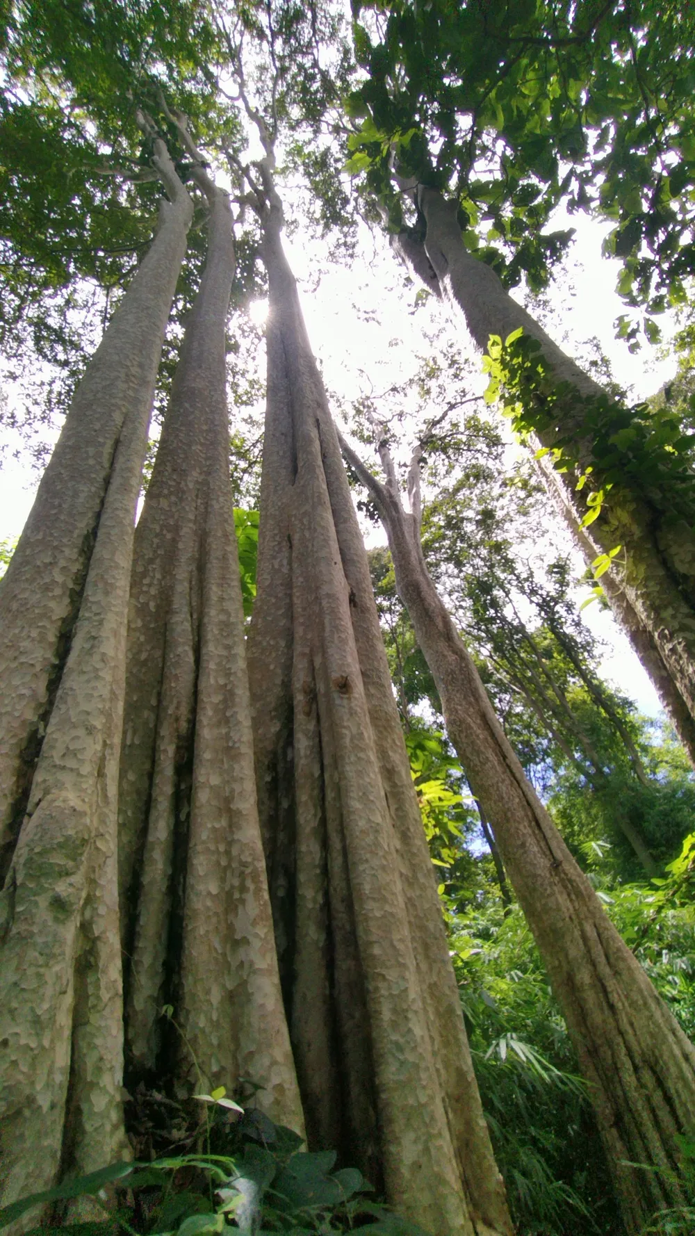 Một số cây bằng lăng thân lớn trong khu rừng hơn 600ha dự kiến làm hồ thủy lợi Ka Pét. Ảnh: NGUYỄN TIẾN