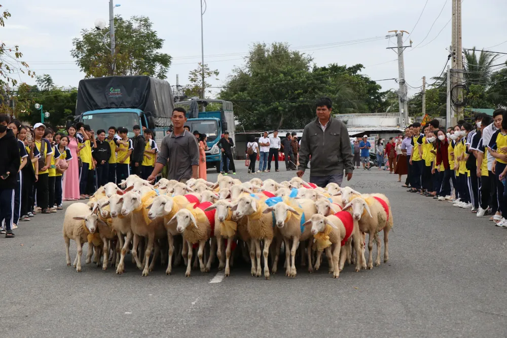 Đàn cừu "xinh đẹp" diễu hành trên phố