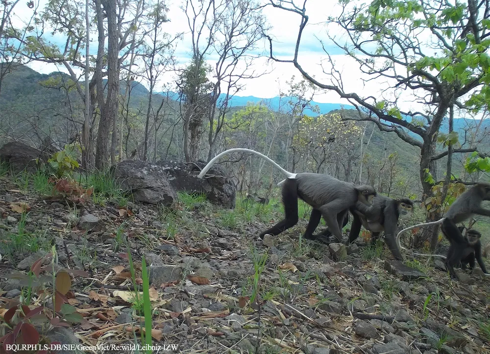 Chà vá chân đen Pygathrix nigripes.jpg